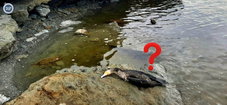 Мертвий баклан у Запоріжжі