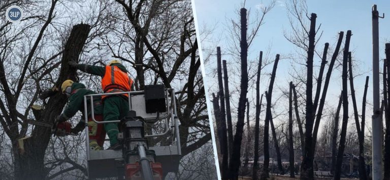 Обрізка дерев у Запоріжжі